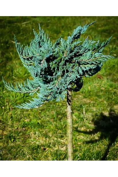 Ялівець Блю Чіп сланкий хвойник щеплений на штамб